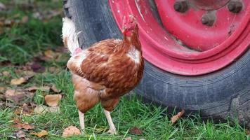 pollo maltratado en granja de pollos de corral y cría de ganado muestra malas condiciones en forma de plumas faltantes enfermedad y enfermedades de aves de corral no saludables en especies problemas de cultivo inadecuados video