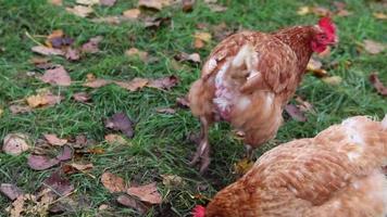 Mistreated chicken on free range chicken farm and stock breeding shows bad conditions in form of missing feathers sickness and diseases of unhealthy poultry in species inappropriate farming problems video