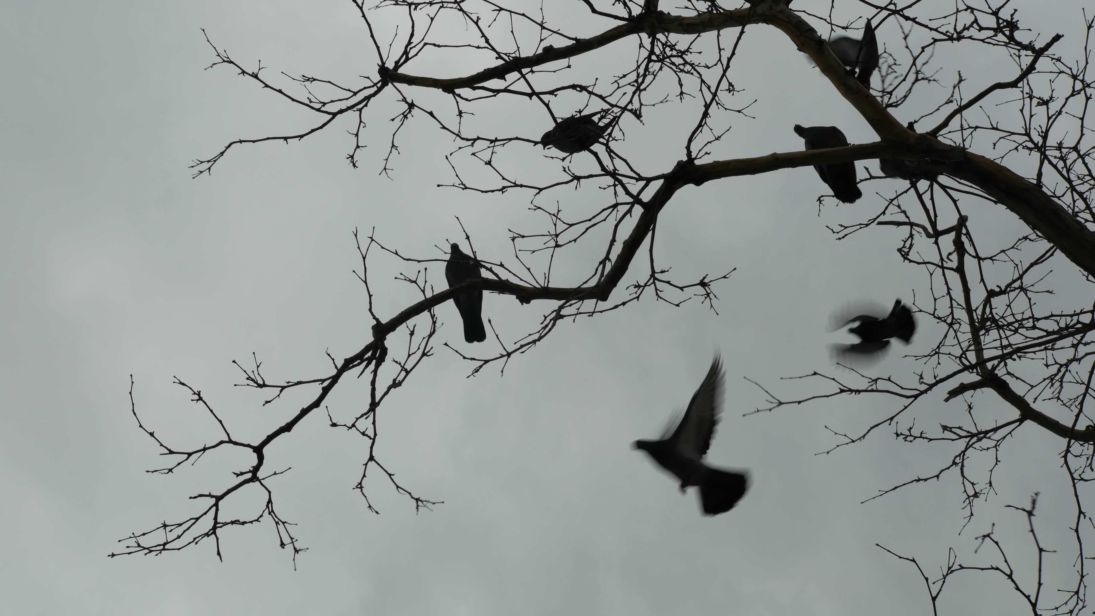 Pigeons flying from the top off a tree in slow motion 17557403 Stock