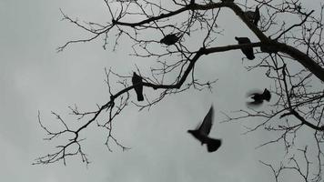 Pigeons flying from the top off a tree in slow motion video