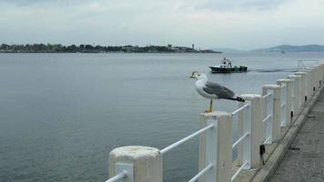 Seagull on a pier and a fishing boat in The Moda Bay of Istanbul