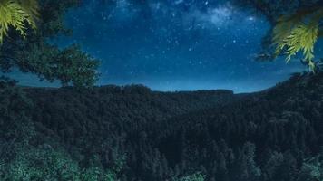 foresta e cielo e stelle video