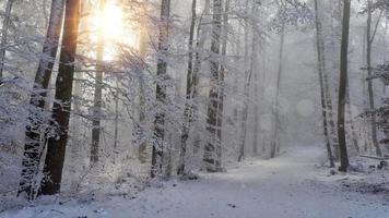 floresta e neve do inverno video
