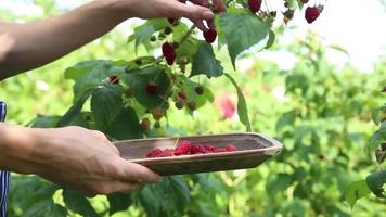 ung flicka plockning utsökt mogen hallon från de växt och placering dem in i en trä- skål. kvinna som plockar de mogen röd bär från en hallon buske i ett utomhus- sommar trädgård miljö video