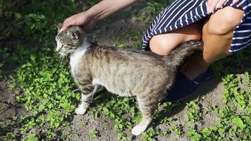 uma jovem está acariciando um lindo gato malhado fofo e brincalhão. mãos femininas acaricia animal de estimação cinza branco adulto. um gatinho se esfrega nas pernas de uma mulher na rua no meio de um dia ensolarado de verão video