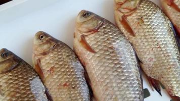 Crucians lie side by side on a white background. Silver and gold crucian carp stacked row in table. Fresh unpeeled fish in a row close up. Live fish covered scales opens its mouth, breaths with gills. video