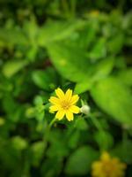 Creative layout yellow flower in the garden photo