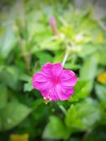 Creative layout pink flower in the garden photo