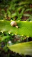 Creative layout snail on the leaf
