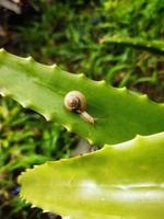 Little snail on the green leaf photo