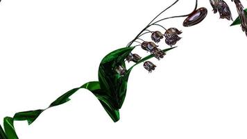 Purple Bellflower Botanical 3D Rendering photo