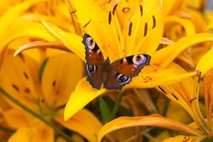 hermosa mariposa multicolor sobre una flor de lirio naranja foto