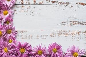 Close-up of pink floral background of chrysanthemums photo