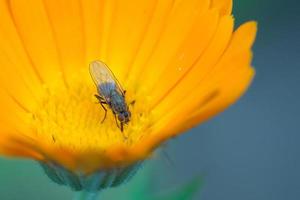 el insecto está sentado sobre una hermosa flor naranja. de cerca foto
