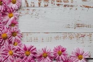 Close-up of pink floral background of chrysanthemums photo