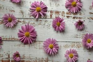 Close-up of pink floral background of chrysanthemums photo