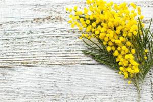 Branch of yellow spring flowers mimosa on white wooden background with copyspace photo