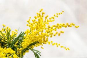 Beautiful yellow mimosa flower blossom in glass vase in spring time photo