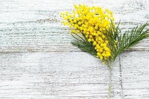 Branch of yellow spring flowers mimosa on white wooden background with copyspace photo
