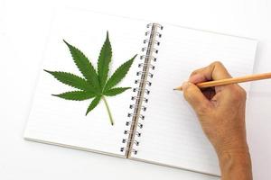 vista superior de la hoja de cannabis fresca o de la hoja de marihuana colocada en el libro y la mano que está escribiendo en el cuaderno con lápiz. concepto de investigación, hierbas y medicina. foto