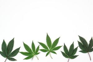 hoja de cannabis fresca o marihuana sobre fondo blanco. naturaleza, concepto de medicina y diseño de un marco hecho de hojas de cannabis. foto