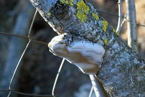 Tinder fungus on a branch photo