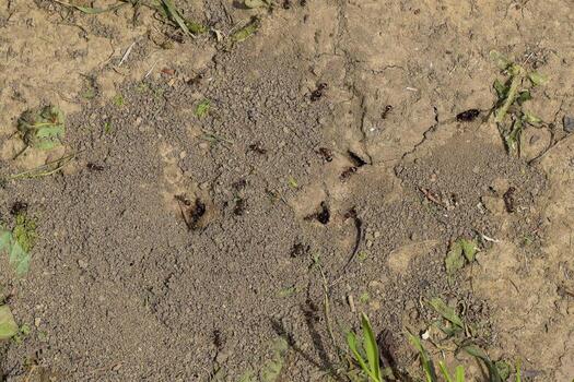 Log in earthen nest of ants photo