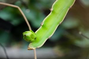 fresh small baby green dragon fruit hanging on branch growing. tropical sweet fruit in thailand garden. photo