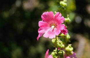 hermosas y frescas flores rosadas de hollyhocks floreciendo y capullos en el jardín botánico en el parque natural. planta de cultivo de flora violeta foto