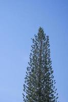 beauty green pine tree growing in natural park. Isolated on blue sky background. symbol of christmas holiday. photo