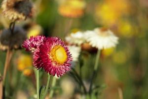 beautiful group of helichrysum red yellow color fresh flower in botany garden natural park. macro flora orange and pink blooming photo