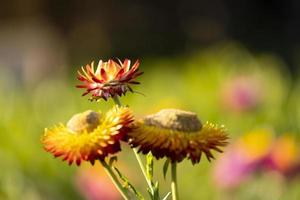 beautiful group of helichrysum multi color fresh flower in botany garden natural park. macro flora orange and yellow gold blooming photo