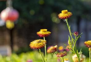 beautiful group of helichrysum multi color fresh flower in botany garden natural park. macro flora orange gold and yellow blooming photo