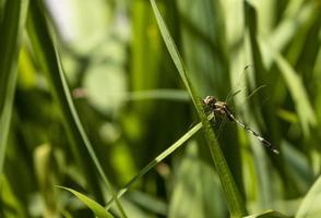 side view beauty macro dragonfly yellow and black body holding on rose branch. animal wildlife insect circle head in botany garden park photo