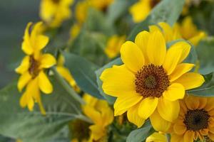 selective focus beautiful yellow orange fresh sunflower blooming pollen and petal in Thailand. natural flower in botany garden. photo