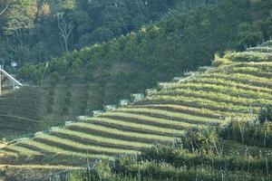 beautiful fresh tea tree on hill layer for harvest. natural organic green leaves farming farm plant. photo