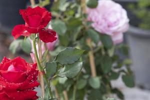 side view beautiful soft red rose selective focus  abstract shape with green leaves in botany garden. symbol of love in valentine day. soft fragrant aroma flora. photo