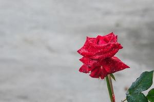 beauty soft red rose multi petals abstract shape with green leaves in botany garden. symbol of love in valentine day. soft fragrant aroma flora gray concrete background photo