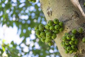 fresh organic ficus racemosa fruit wild plant circle shape green color hanhing on tree in botany garden. photo