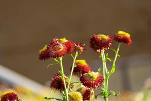 beautiful group of helichrysum multi color fresh flower in botany garden natural park. macro flora red and yellow gold blooming photo