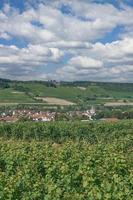 Vineyard Landscape in Rhinehessen wine region close to Grosswinternheim,Germany photo