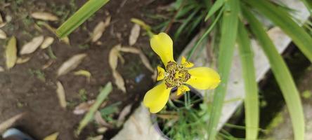 Trimezia Martinicensis flowers are blooming in the garden photo