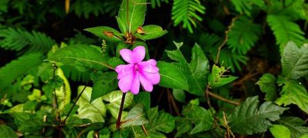 enfoque selectivo de la flor impatiens hawkeri, también conocida como pacar cina o pacar hawkeri. esta planta prospera en los trópicos foto