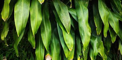 Close up view of a dracaena fragrans plant. photo