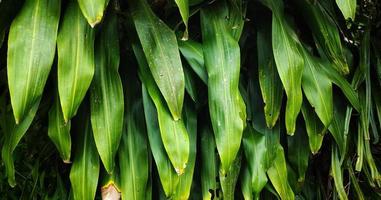 Close up view of a dracaena fragrans plant. This plant is often also called Sri Gading photo