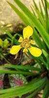 Yellow Trimezia Martinicensis flowers are blooming in the yard, looking beautiful and elegant photo