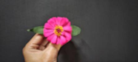 fondo borroso con tema de la naturaleza, flores de zinnia elegans en la mano aisladas en fondo negro y espacio negativo foto