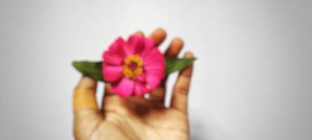 Background blur with the theme of nature, background blur of zinnia elegans flowers isolated on white background photo