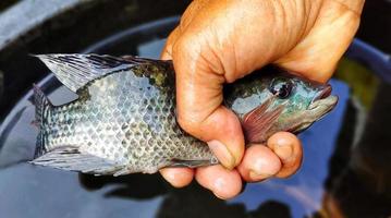 hombre sosteniendo pescado oreochromis mossambicus, tilapia o pescado mujair. Oreochromis mossambicus fresco es de tamaño bastante grande listo para ser comercializado foto