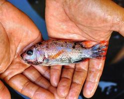 Selection of Oreochromis niloticus fish seeds or tilapia in fish ponds. Oreochromis niloticus which has entered productive age will be used as broodstock photo